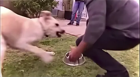 Talented dog trainer, Caeser Milan teaches this mischievous one a lesson #dogsoftiktok #doggo #PetsOfTikTok #animalsoftiktok #dogstok 