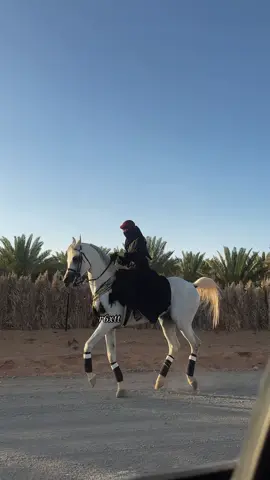 ما شاء الله 🔥 | #سيف_الأدهم #ماشاءالله_تبارك_الله_اذكروا_الله #خيل_وخياله🐎 #فروسية #اذكروا_الله #fyp #اكسبلور #خيل #خيل_عربي_اصيل #explore #viralvideo #بسم_الله_عليه #فارسات_سعوديات #تربيع_الخيل #ترقيص_الخيل #خطوه_خيل 