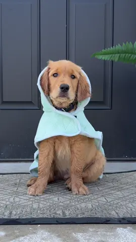 Cosmo’s first splash in his mini pool 💦🐾 safe to say he’s obsessed!  #goldenretriever #viral #golden #goldenretrieverpuppy #puppylove  #goldenpuppy #dogdaysofsummer #firstswim #Vlog #dailyvlog #diml #cutedog 