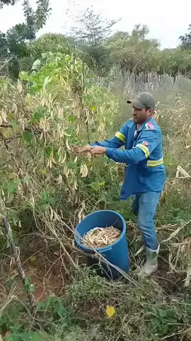 #roçaafazenda #favactor #roçacaipira #terapiaemocional #bomdemais #sertao #nordestebrasileiro #tictoc #solleon 