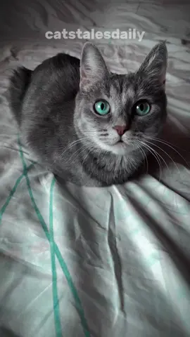 How long can you leave your cat alone? #cat #facts #catlover #catsoftiktok 