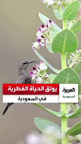 مصور سعودي يتجول بين مناطق المملكة ليوثق بعدسته الحياة الفطرية والطيور النادرة #السعودية