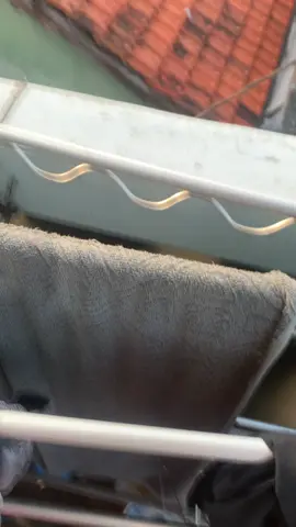 #sunrice #fyp #beranda 