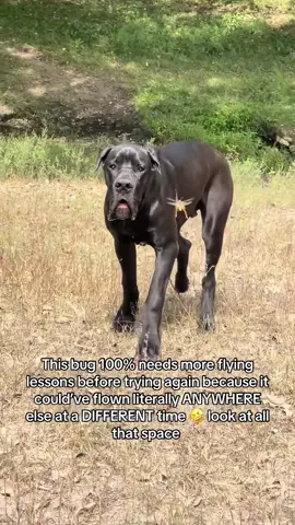 Dogs and bugs #doglover #bug #dogs #dogsoftiktok #doglover #fyp #funny 