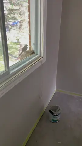 🐦 🇨🇦