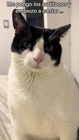 No valora mi talento 🥴 #catlover #gatos #catsoftiktok #gatostiktok #hastalaraiz #amorgatuno #paratiiiiiiiiiiiiiiiiiiiiiiiiiiiiiii #cat #viral #gatihijos #aimermaid 