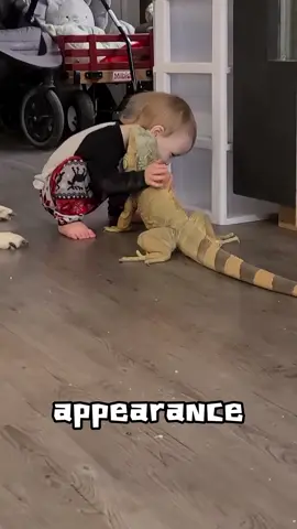Lguanas look scary but friendly #tiktok #tiktok #cute #animals 