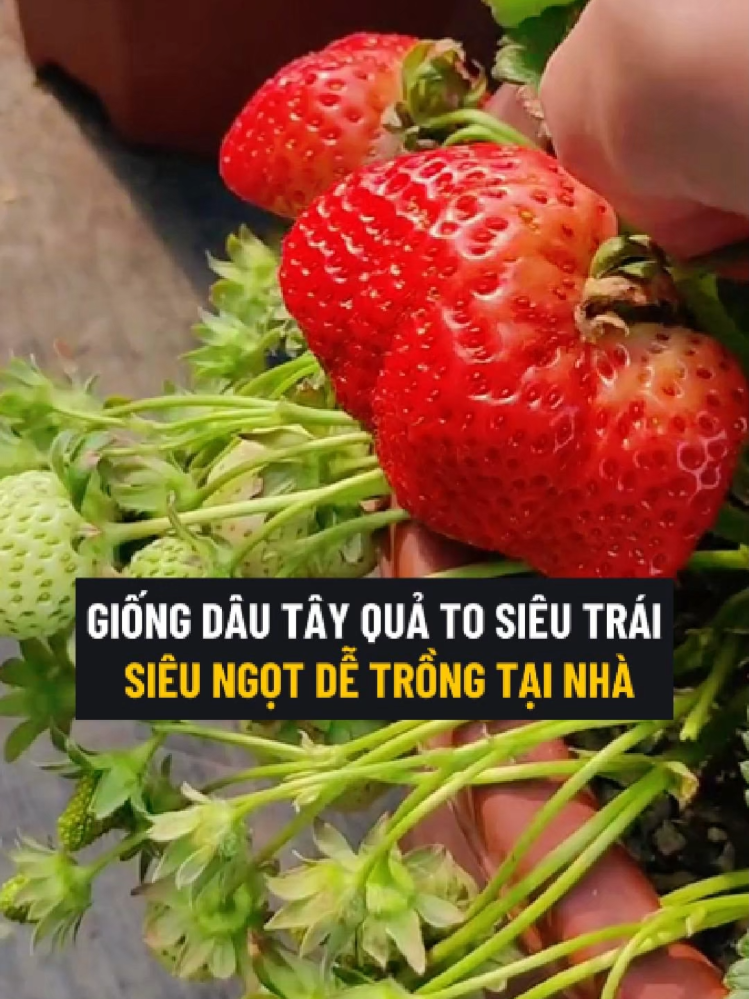 Đã Bao Giờ Chị Em Suy Nghĩ Tự Trồng Dâu Tây Tại Nhà Chưa #dautay #dautaykhonglo #hatgiong #hatgiongdautay #hatgiongdautaykhonglo #trongcay #trongdautay #trongdautaykhonglo