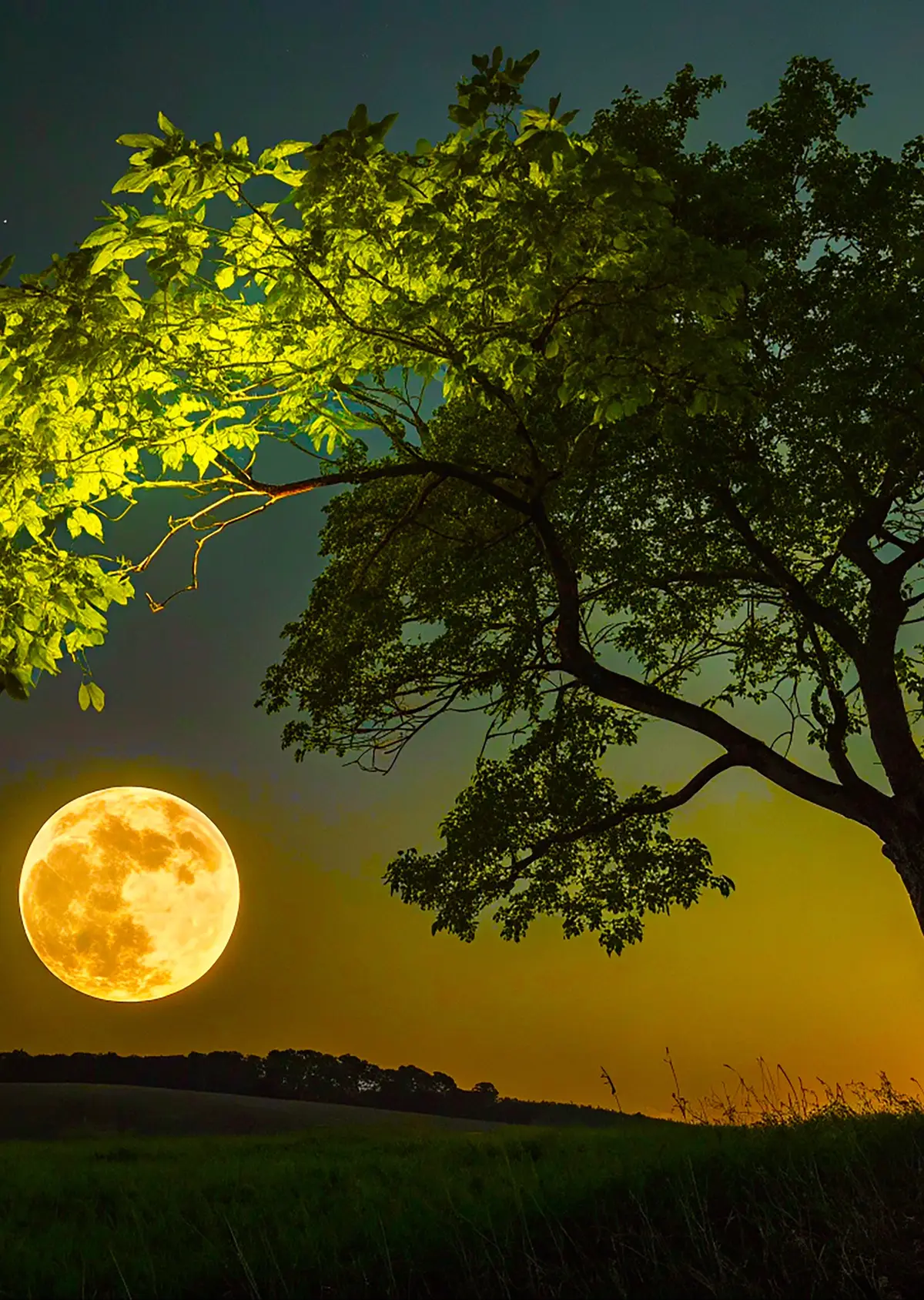 Beneath the glow of a magnificent moon, nature reveals its enchanting beauty. The interplay of light and shadow creates a serene atmosphere, inviting us to pause and appreciate the wonders around us. #NaturePhotography #MoonlitNights #Serenity #LandscapeLovers #nightsky 