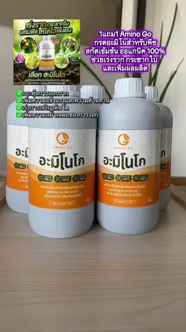 #1แถม1 #AminoGo #กรดอะมิโนสำหรับพืช #สกัดเข้มข้น #ออแกนิค 100% #ช่วยเร่งราก #กระชากใบ  #และเพิ่มผลผลิต 