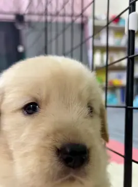 Golden retriever puppies are very cute #dog #funnydog #dogs #funnyvideos #fyp 