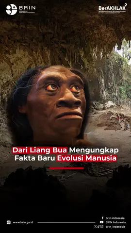 Penemuan fosil Homo floresiensis di situs Liang Bua, Manggarai, Flores, Nusa Tenggara Timur, pada dua dekade lalu membuka fakta baru sejarah evolusi manusia. Arkeolog Thomas Sutikna dari Pusat Riset Arkeometri BRIN bersama tim peneliti mengungkap asal-usul manusia purba berjuluk “The Hobbit” ini untuk memahami peranannya dalam teka-teki besar sejarah evolusi manusia.  Tonton 