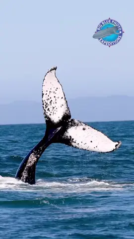 Hello from one of the ocean's most charismatic marine mammals, the humpback whale! We're not quite sure why humpback whales tail slap, but this individual certainly was happy to slap. A smaller individual, this younger fellow decided to engage in a lively round of slaps for over a hour. Some scientists have speculated that whales use these slaps as a form of communication, while others have hypothesized that the slap acts like a defense against predators or a way to scare fish schools into manageable, easy to capture groups. In this case, l'd say this whale was being a bit of a show off, much to the delight of all onlookers.#humpbacks #ocean #whalebehavior 