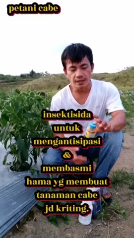 pencegahan kriting daun. sejak dini.  #petanicabe #marjillam #tiktok #fyp 