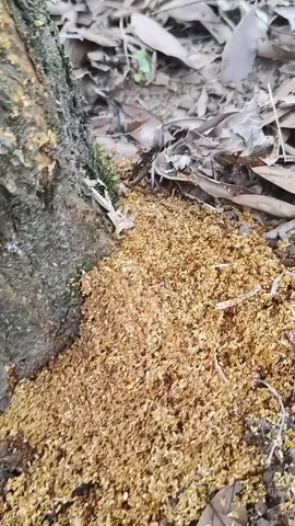 Khắc sớm cây trồng khoẻ #nôngnghiệp #dungculamvuon #câycảnh #câytrồng #xuhuong #vườn 