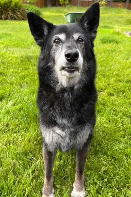 Pretty dog check…Mystie!             