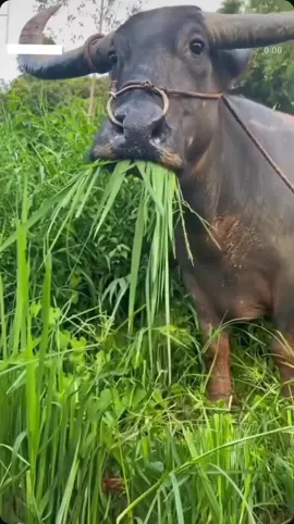 🐂 : kok ada manusia makan rumput ya, apa beras lagi mahal??  🤭🤣🤣 #videolucu #fyp #lucungakak fb_dimas angarah 