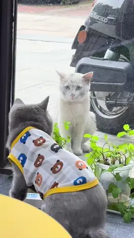 #kucingcomel #kucinglucuku 