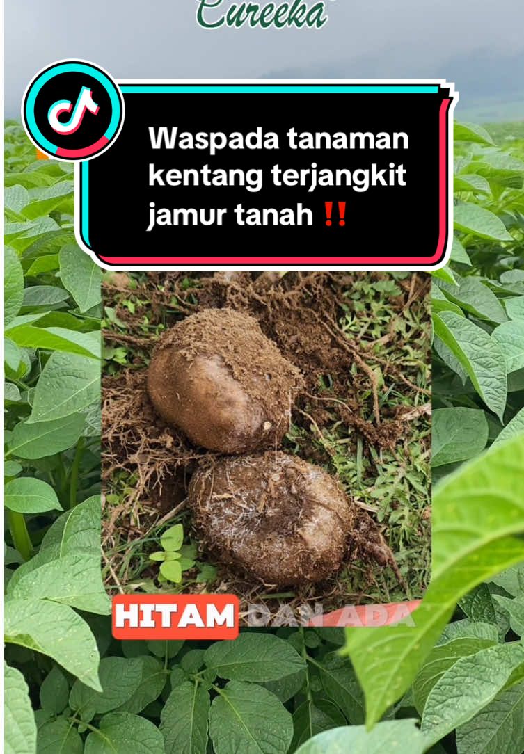 Apakah para petan kentang yang lain mengalami hal yang sama?#busukumbi #umbi #jamurtanah #jamur #tanamankentang #kentangsumberbrantas #kentang🥔 #pertanianindonesia #petaniindonesia🇮🇩🇮🇩🇮🇩🌿🌿 #fyp 