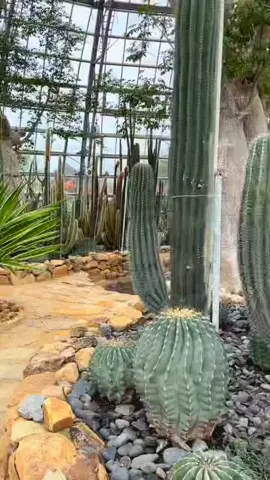 #tt #xuhuongtiktok #vinwondersnhatrang #nhatrang #dulichnhatrang #cactus #dulich #WonderSummer2025 #VinWonders #VinpearlGolf #Vinpearl #GreenCreator #hellosummer #viralvideo #xuhuong #vietnam 