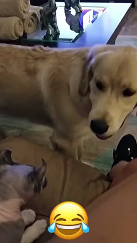 #funny #funnyvideos #animals #viral #voiceover #talking #tiktok #pet #dog #cat #fyp #foryoupage 