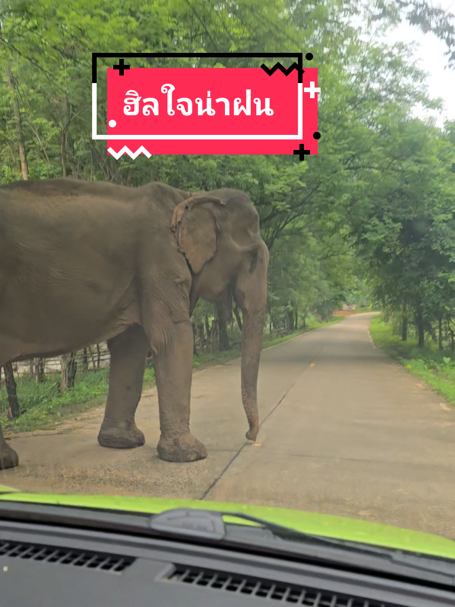 #ที่เที่ยวแม่แตงเชียงใหม่ #staywildmaetang #staywildcafe #แม่แตง #เชียงใหม่ #ที่เที่ยวแม่แตง #Chiangmai #staywild #ที่พักเชียงใหม่ #ที่พักแม่แตง 