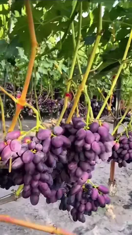 Anggur Jupiter adalah varietas anggur meja yang populer karena rasanya yang manis dan aromanya yang enak. Berikut beberapa karakteristik anggur Jupiter: Rasa manis : Anggur Jupiter dikenal memiliki rasa manis yang tinggi dan seimbang. Aroma enak : Anggur ini memiliki aroma yang enak dan khas, membuatnya disukai banyak orang. Kulit tipis : Anggur Jupiter memiliki kulit yang tipis dan mudah dikunyah. Daging buah renyah : Daging buah anggur Jupiter renyah dan juicy, membuatnya enak untuk dimakan segar. Anggur Jupiter sering disajikan sebagai buah segar atau digunakan dalam berbagai hidangan, seperti salad buah atau dessert. Namun, perlu diingat bahwa ketersediaan dan harga anggur Jupiter dapat bervariasi tergantung pada musim dan lokasi.