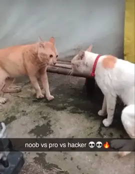 #fyp #cats #noobvsprovshacker #epic #fight