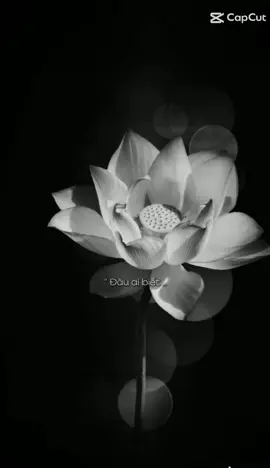 Hết Một Kiếp Người . Thế Là Từ Nay Không Còn Đau Đớn Nữa .  Chú Hãy Yên Ngĩ Nha  . Thương Chú 😔