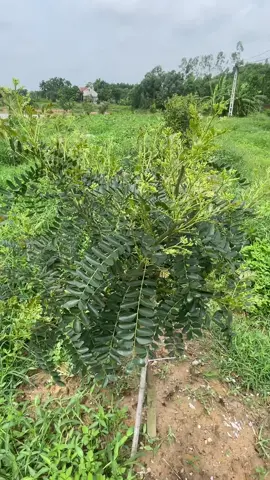 Cây bồ kết ghép sau khi trồng #câybồkết 