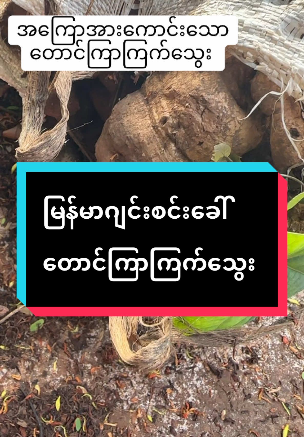#voiceeffe #နှစ်တစ်ရာမြန်မာ့တိုင်းရင်းဆေးမြစ်စုံပင်ရင်း #bdtiktokofficial #ဆေးမြစ် #ရောက်ချင်တဲ့နေရာရောက်ကွာ😍🤗🤗😅😅 #tiktokviral #tiktokindia #နှစ်တစ်ရာမြန်ာ့တိုင်းရင်းဆေးမြစ်စုံပင်ရင်း 