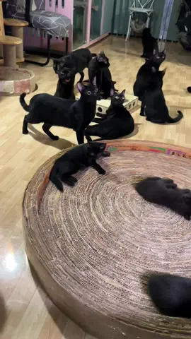 Trying this sound on your cat,you’ll get different reactions #funnyvideo #Tatcha #funnymoments #funnyanimals #petlover #funnycat #kitten #catsoftiktok #cats 