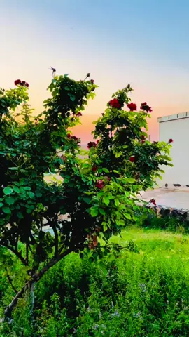 #keşfet #yasinelasmaratebe #‏ياسين الأسمر ##günbatımı🧡##acubaköyü🌹🌹##atabe@@الفنان ياسين الاسمر@@الفنان ياسين الاسمر