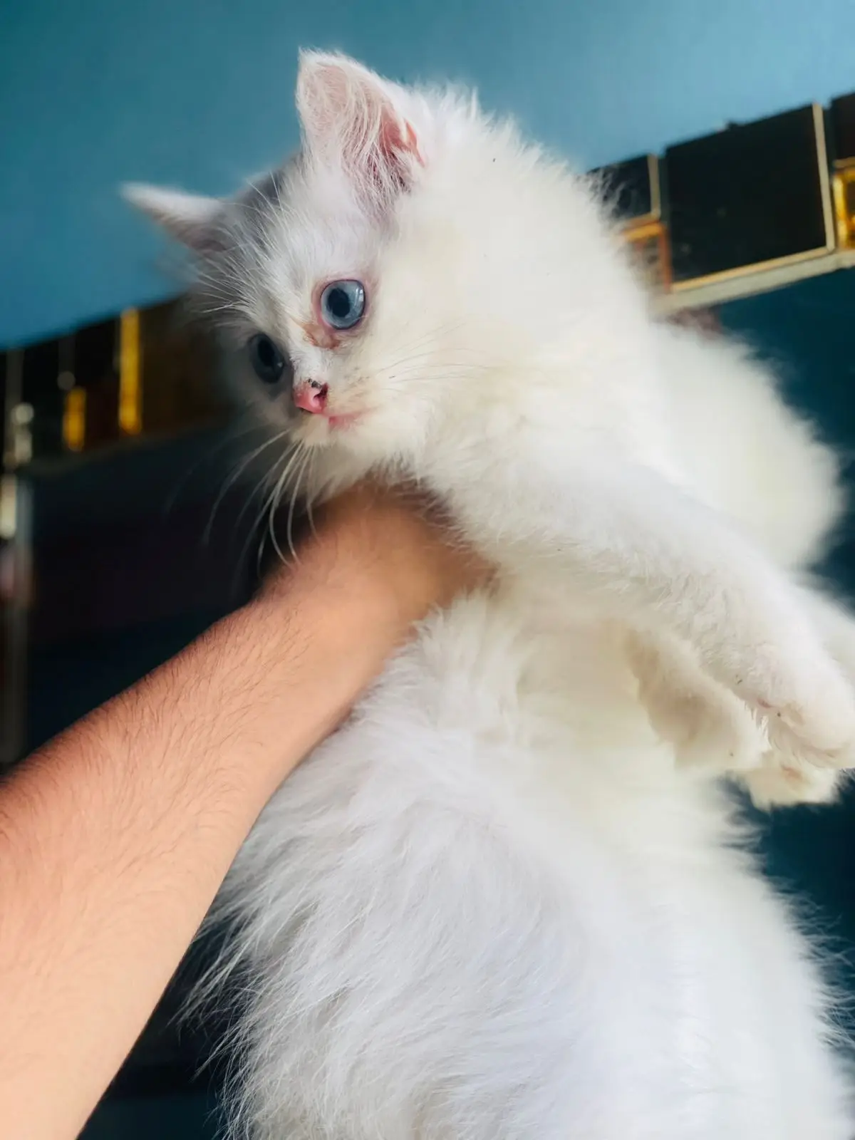 jader reasonable price ei quality full Persian kitten lagbe tara akono eii inbox koron 📥 #foruyou #foryoupage #newaccount #newalkarampetcentre #frypgシ #vairal 