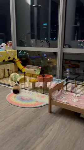 High jump champion🏆✖️🎃 #guineapig #guineapigs #guineapiglove #guineapiglovers #guineapigsofinstagram #pets #petstagram #petsofinstagram #cavy #cute #fuzzyinstapigs #guineapigsof_ig #guineapiggy #smallfluffy_ig #cavylove #cavylovers #meeris #Meerschweinchen #conejillodeindias #porcellinodindia #モルモット #フレエコ#豚鼠 #морскаясвинка #guineapiggy #guineapiglife #guineapigstagram #guineapigsofinsta