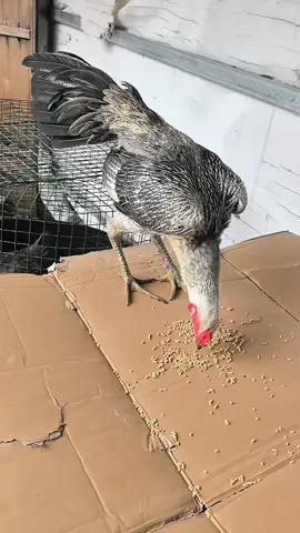 #🤧🤧ကြိုးစားနေဆဲ #ကြက်ဝါသနာရှင်များ😍 #မဂ်လာပါ🙏🙏🙏 