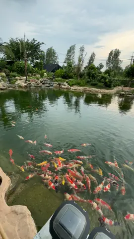 Cảnh này thật quen thuộc.#koi #koifishtank #koiyaarnahifar #koifish #DCRG #tutruyenthong 