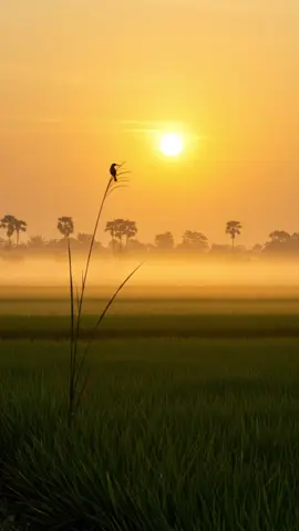 សូរិយាលិចហើយ🎵🌷🌸🌄#ទេសភាពស្រុកស្រែ🌄🏜️🌱🌼🌾🐟 #ទេសភាពស្រុកស្រែ #កំពង់ឆ្នាំងភូមិឋានខ្ញុំ🌾🌿😘 #វាលស្រែវាលស្រូវ🌾🌾🌿 #ស្រស់ស្រាយនិងធម្មជាតិ🌿🍀🌿 #កំពងឆ្នាំងផ្ទះខ្ញុំ🏡😘 #ទេសភាពស្អាតណាស់  