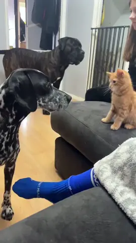 Dogs are afraid of cats 🤣#pet #dog #dogsoftiktok #PetsOfTikTok #funnydogs #doglife #foryou 