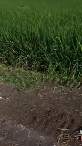 #fypmasukberanda #petanimuda #fypage 