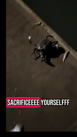 Dinner time for my eels #costoflivingcrisis #fy #fyp #foryoupage #australia #theriverwarden #eels #nature #us #uk