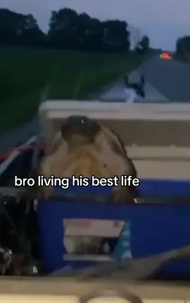 #fy #fyp #turtle 