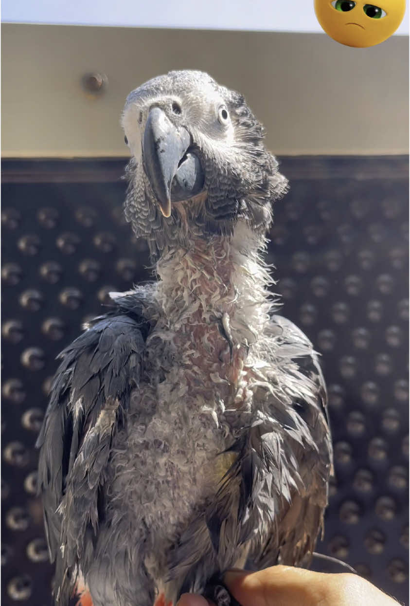 Please Help My Parrot Jack 😭🙏 #mudassirtalksvlogs786 #flying #parrot #help #parrotfeather #parrots #greyparrot #rawparrot #freefly #parrotflying #talkingparrot #tamedparrot #featherplucking #feathers 