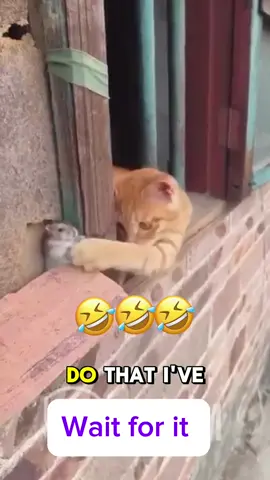 Wait for it 🤣🤣🤣#voiceover #PetsOfTikTok #dogsoftiktok #catsoftiktok 