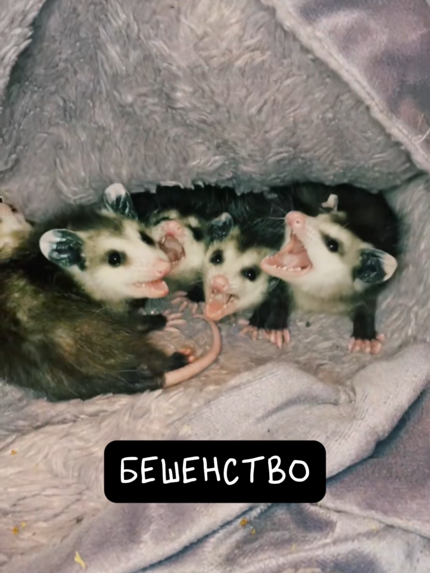 Опоссум. Недооценённый Герой Природы 😲