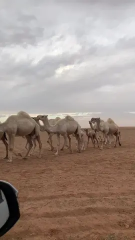 #نياق#شيلات#اباعر#اقدم#بورثن#على#الجدان