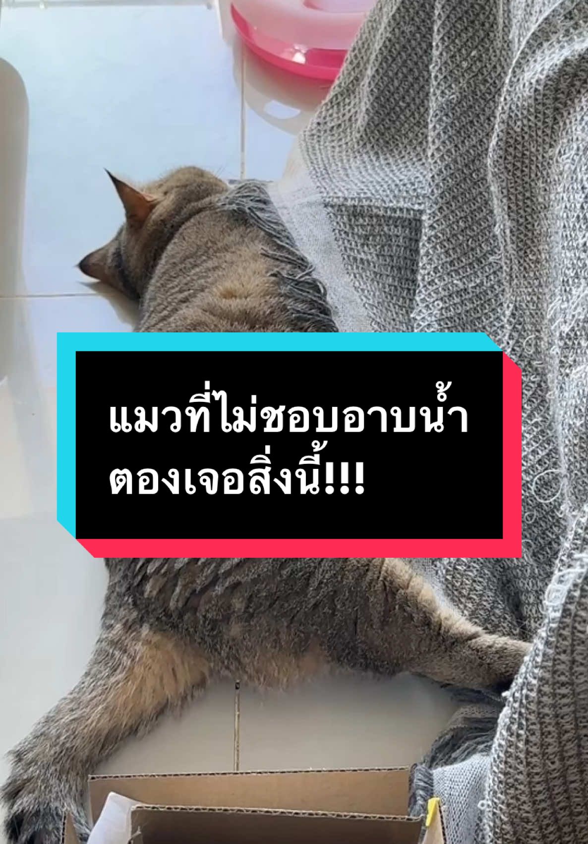 อย่าเพิ่งบอกผมไม่หล่อ ลองให้ผมได้อาบน้ำก่อน 😎 #มู้ดดี้แมวแสบ #แมวอ้วน #แมวน่ารัก #สวนสัตว์tiktok #อาบน้ำแม #โฟมอาบน้ําแห้งสัตว์เลี้ยง #ถุงมืออาบน้ําแมว #cat 