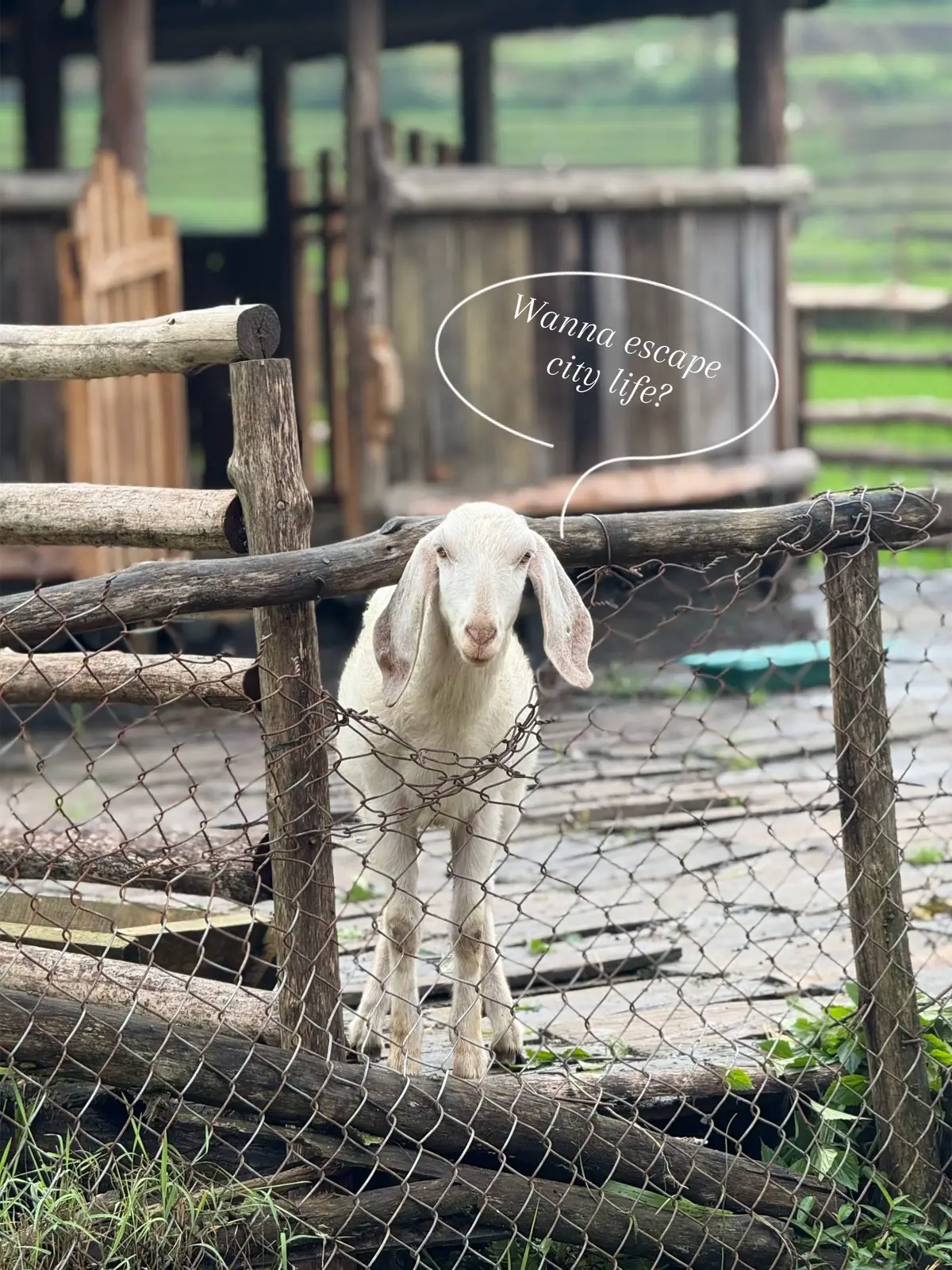 Sa Pa is a town in the mountains of Northwestern Vietnam that overlooks the terraced rice field of Muong Hoa Valley and known for its stunning mountain scenery!  #SaPa #Vietnam #Mountain #nature #fyp #travel 
