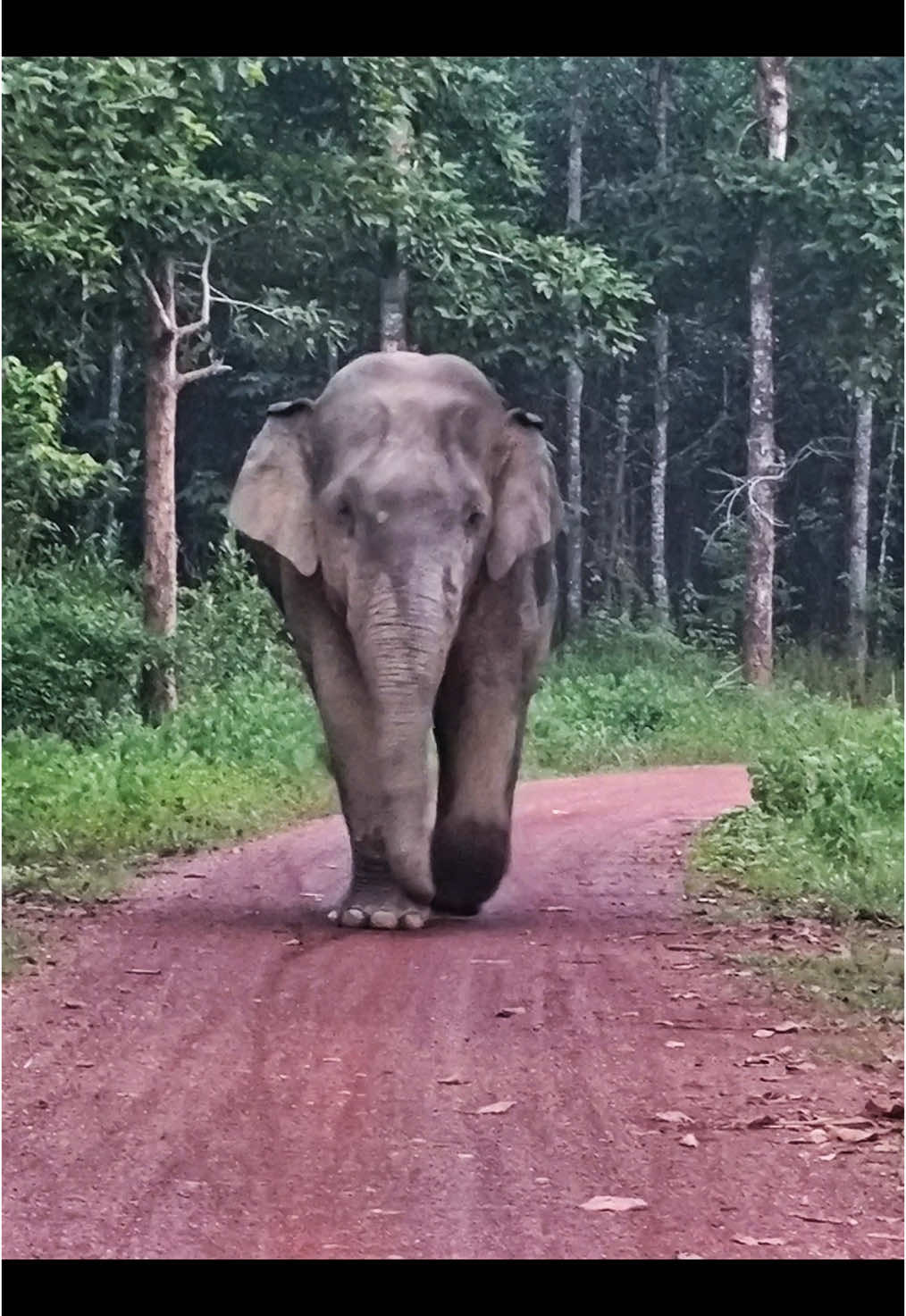 Voi hoang dã xuất hiện ở Đồng Nai, Việt Nam #voi #voiChauA #elephant #dongvathoangda #DongNai #xuhuong #fyp 