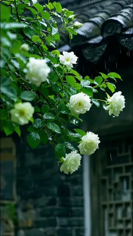 Giang Nam – khi mưa rơi xuống, thế giới như chậm lại. #xoaiuc #dulichtrungquoc  #phongcanhtrunghoa  #china #trunghoa #xoaiuctravel #dulich #traveltiktok  #foryou #fypシ 